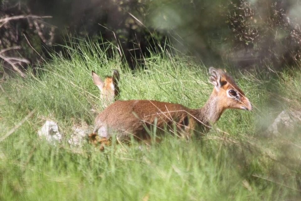 Les dik-dik de Kirk on t quitté leur enclos du zoo de Lunaret