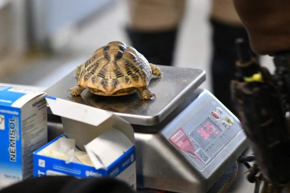 Avant de partir à la Réserve africaine due Sigean, l'heure de la pesée