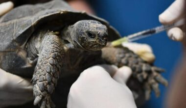 où ont été transférées les 300 tortues terrestres et les antilopes naines ?