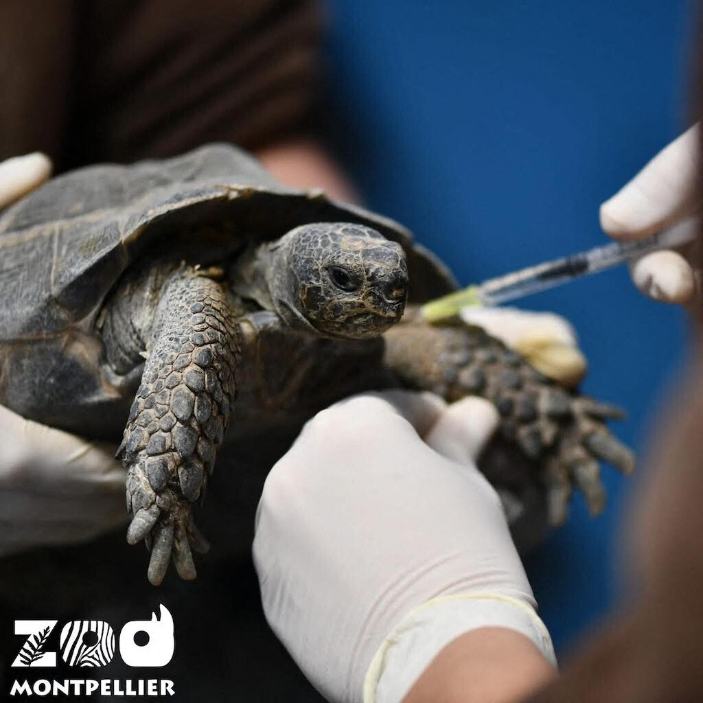 où ont été transférées les 300 tortues terrestres et les antilopes naines ?