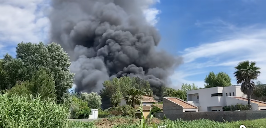 la vidéo d'une harde de sangliers et de marcassins en goguette en plein jour