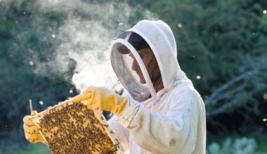 Le retour des néonicotinoïdes en France serait «un désastre» pour les apiculteurs, déplore la filière
