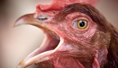 L’UE n’autorise plus l’import de poulets venant du Brésil