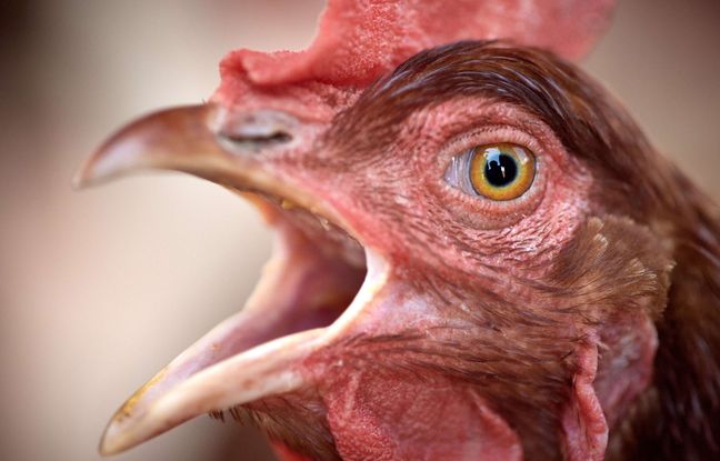 L’UE n’autorise plus l’import de poulets venant du Brésil