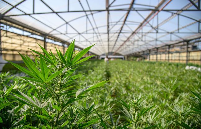 Un trafic de drogue démantelé, le cannabis venait du Canada, une première