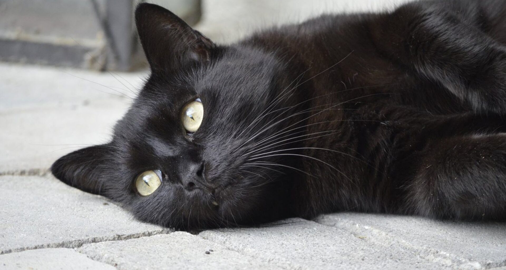un couple dépense 20.000 euros pour retrouver son chat