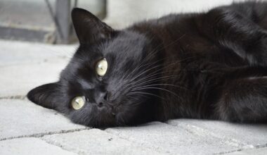 un couple dépense 20.000 euros pour retrouver son chat