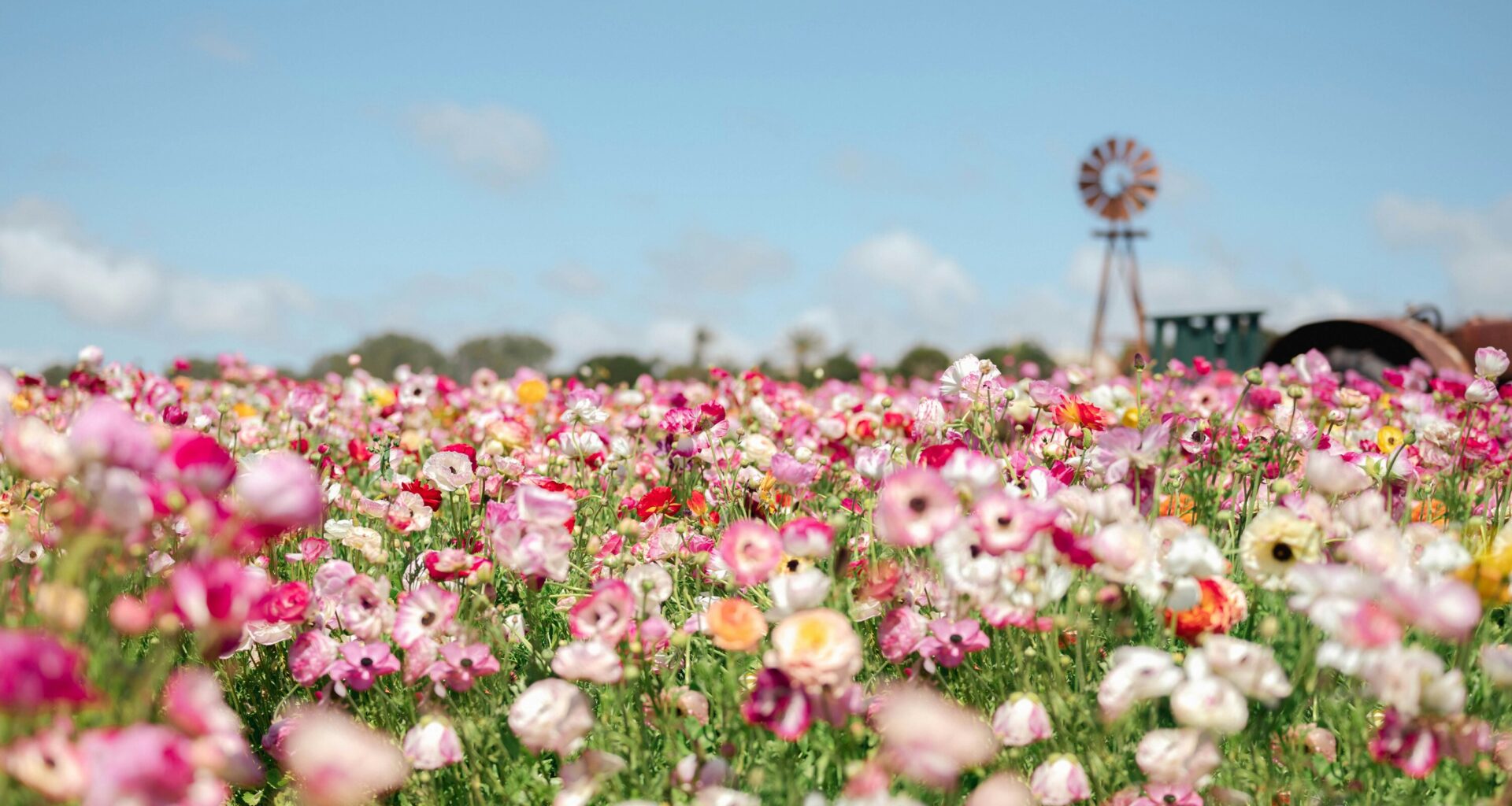 Les meilleurs festivals de fleurs en Europe à voir au printemps 2025