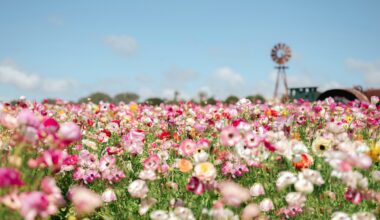 Les meilleurs festivals de fleurs en Europe à voir au printemps 2025