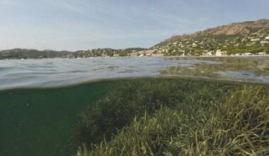 [#OnSèmeLespoir] Mission posidonie avec Race for Water