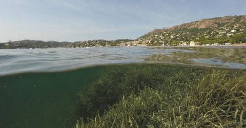 [#OnSèmeLespoir] Mission posidonie avec Race for Water