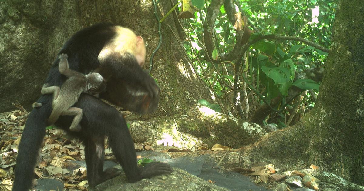 des capucins cèdent à la «mode» de l’enlèvement des bébés singes hurleurs
