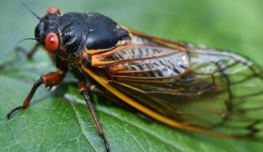 après 17 ans d’absence, une espèce de cigale périodique est de retour