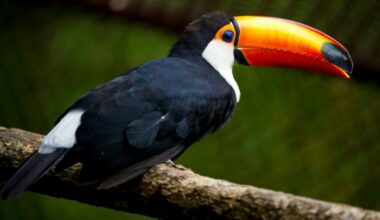Dix toucans morts découverts dans un camion en Moselle : Actualités