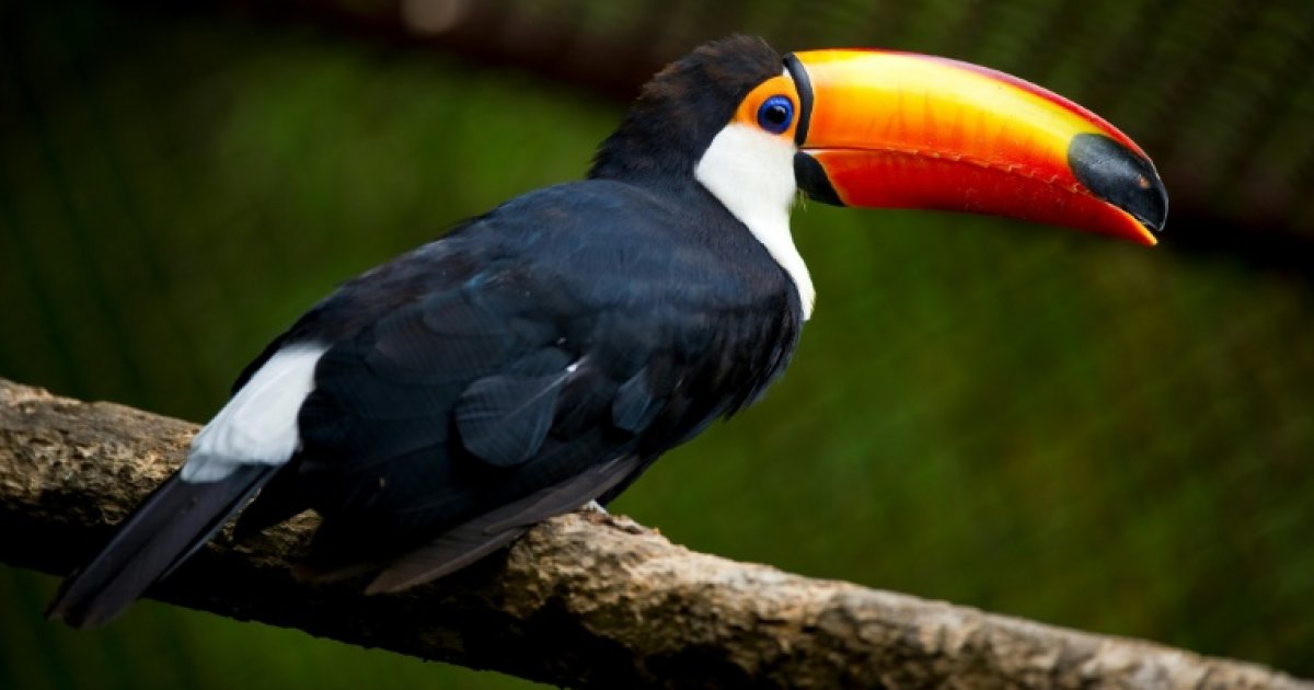 Dix toucans morts découverts dans un camion en Moselle : Actualités