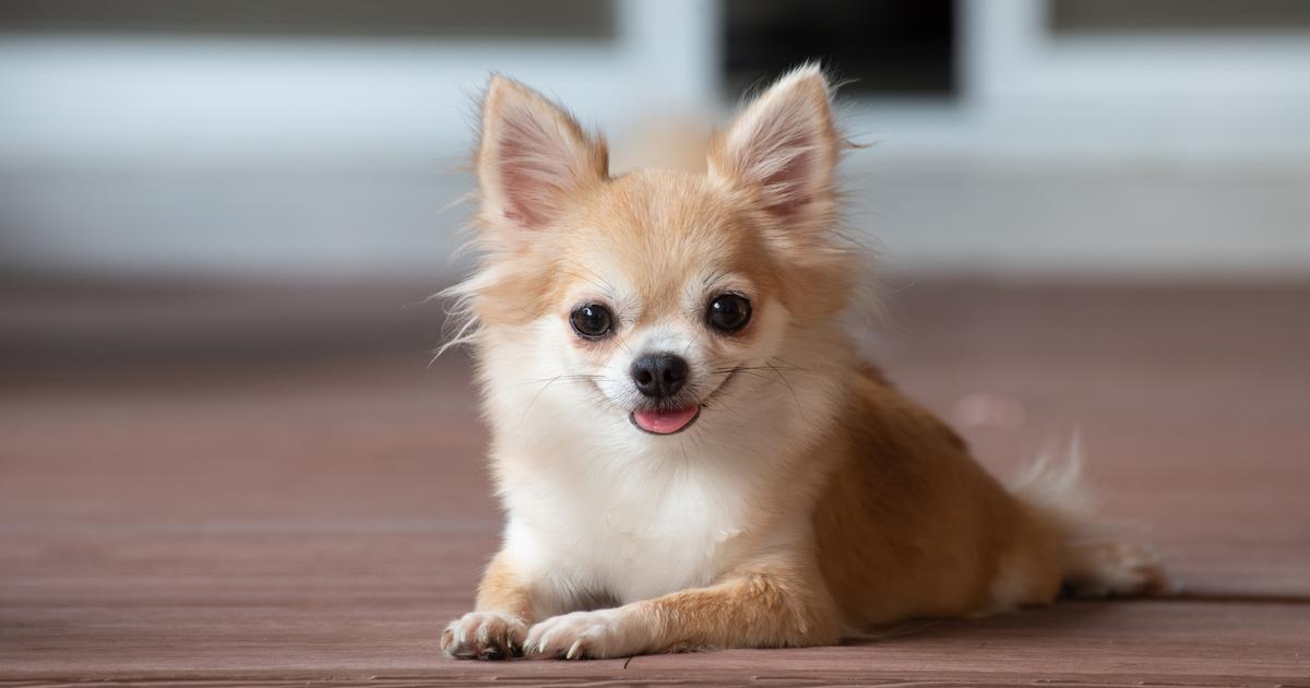 fatigué par les aboiements de son chien, il le fait cuire dans son four