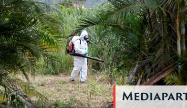 Chikungunya : « On assiste à une accélération des émergences d’arboviroses chez l’homme - Mediapart