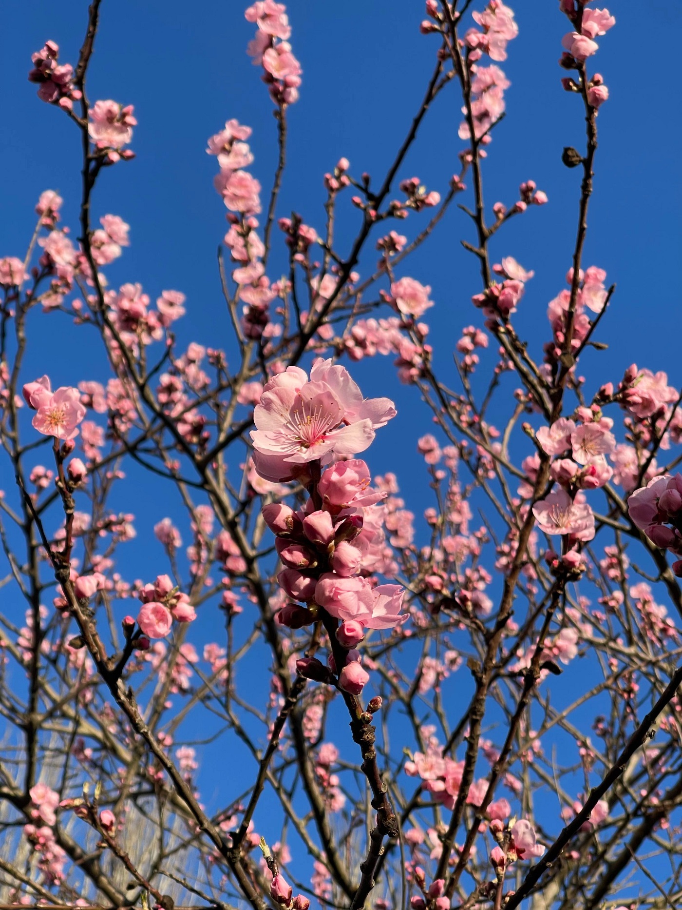 printemps fleurs nature