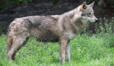 Les eurodéputés votent jeudi 8 mai sur le déclassement du statut du loup, qui sera désormais sur le territoire de l