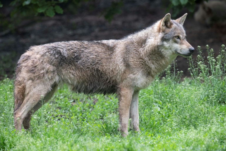 Les eurodéputés votent jeudi 8 mai sur le déclassement du statut du loup, qui sera désormais sur le territoire de l