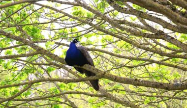 Léon, le paon du jardin des plantes de Rouen est mort : que lui est-il arrivé ?