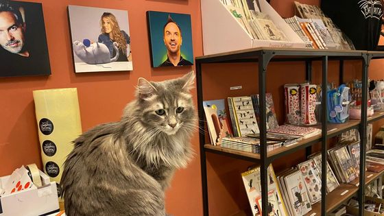 À "Mon chat pitre", chaque chat est parrainé par une célébrité. Ici, c'est Sherlock, dont le parrain est Philippe Geluck.