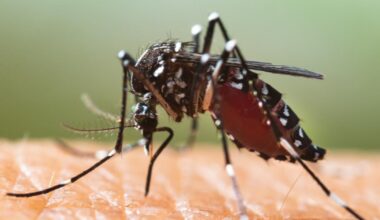 63 cas de chikungunya recensés, la crainte d’une épidémie dans la région