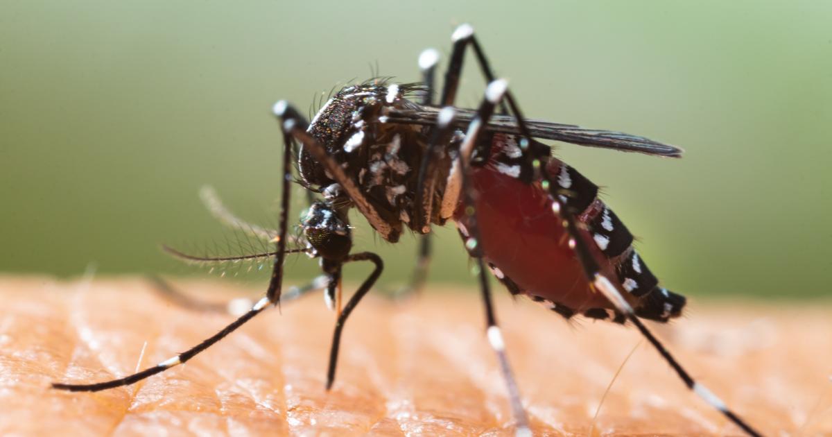 63 cas de chikungunya recensés, la crainte d’une épidémie dans la région