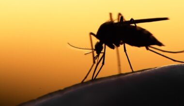 la lutte contre les moustiques passe par une combinaison de dispositifs