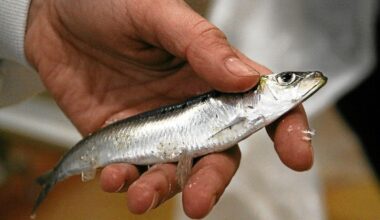 Quand la folie des « sardines volantes » s’emparait de Rennes