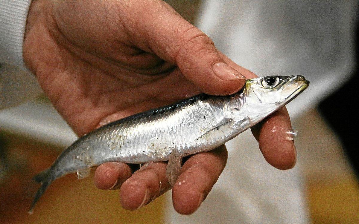 Quand la folie des « sardines volantes » s’emparait de Rennes
