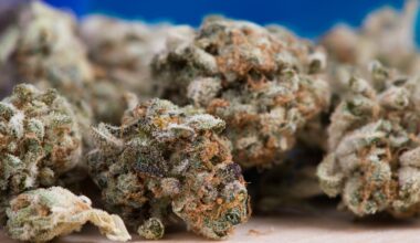Une serveuse de Niort interpellée près de Nantes avec 31 kg de cannabis maintenue en prison