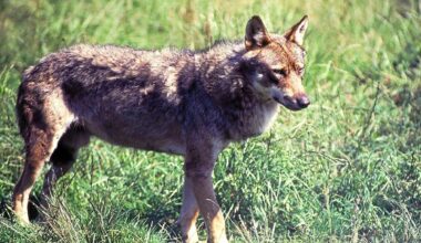 En Europe, le loup reste une « espèce protégée » mais son abattage sera facilité