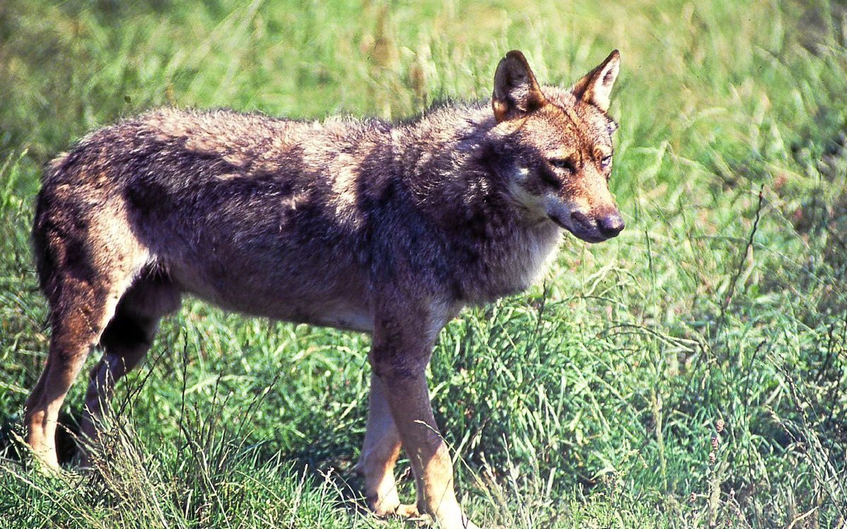 En Europe, le loup reste une « espèce protégée » mais son abattage sera facilité
