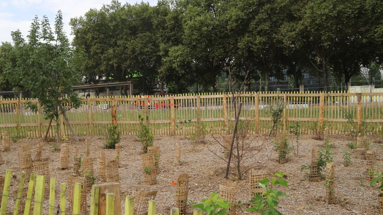 La Métropole de Lyon veut faire appel à l'intelligence artificielle… pour planter des arbres