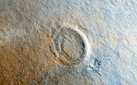 Un fossile d'animal de type méduse d’un centimètre, découvert par le paléontologue Didier Néraudeau, de l'Université de Rennes 1.
