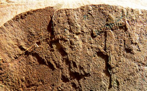 Un fossile de ver annelé mesurant deux millimètres de diamètre, découvert par le paléontologue Didier Néraudeau, de l'Université de Rennes 1.