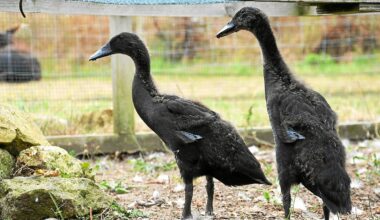 Exportations de viande de canard française : le Royaume-Uni lève son embargo