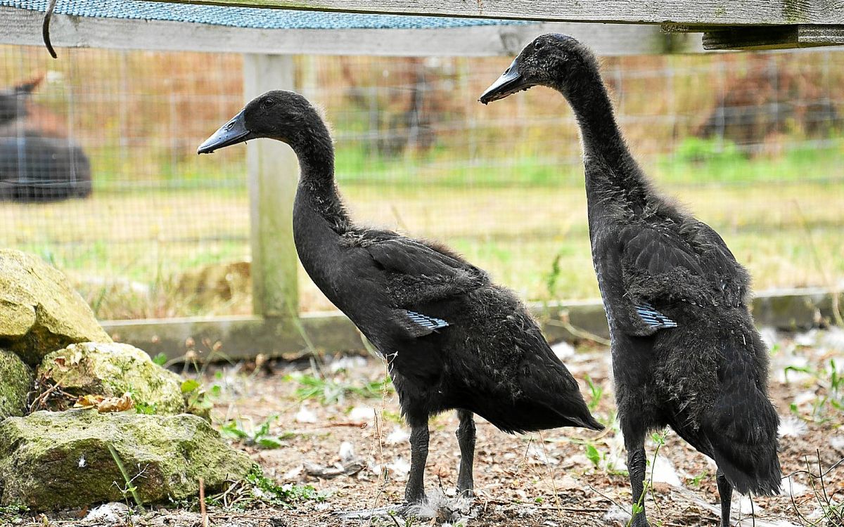 Exportations de viande de canard française : le Royaume-Uni lève son embargo