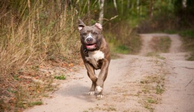Près de Lyon : deux hommes coup sur coup mordus par des pitbulls sans laisse