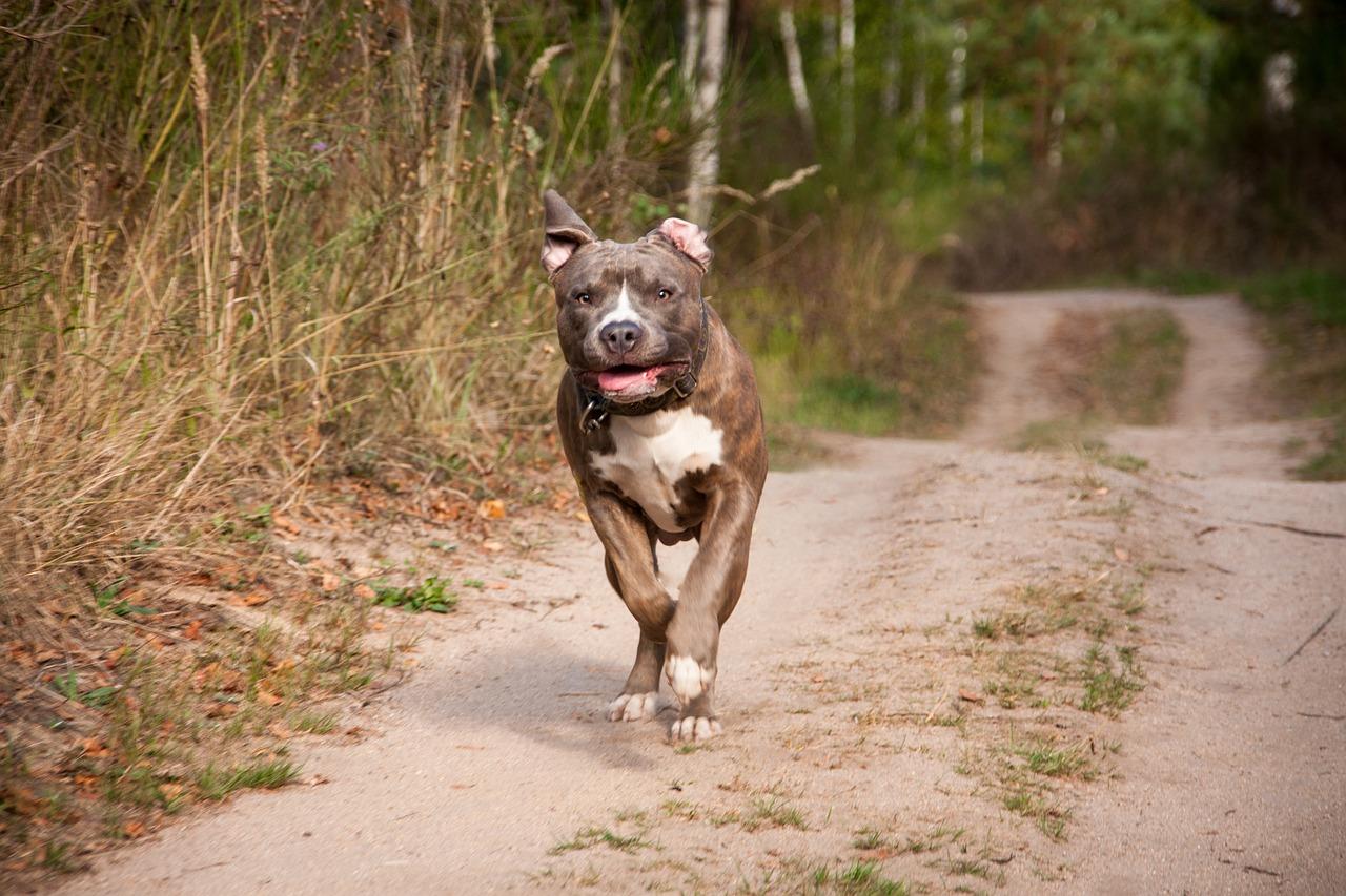 Près de Lyon : deux hommes coup sur coup mordus par des pitbulls sans laisse