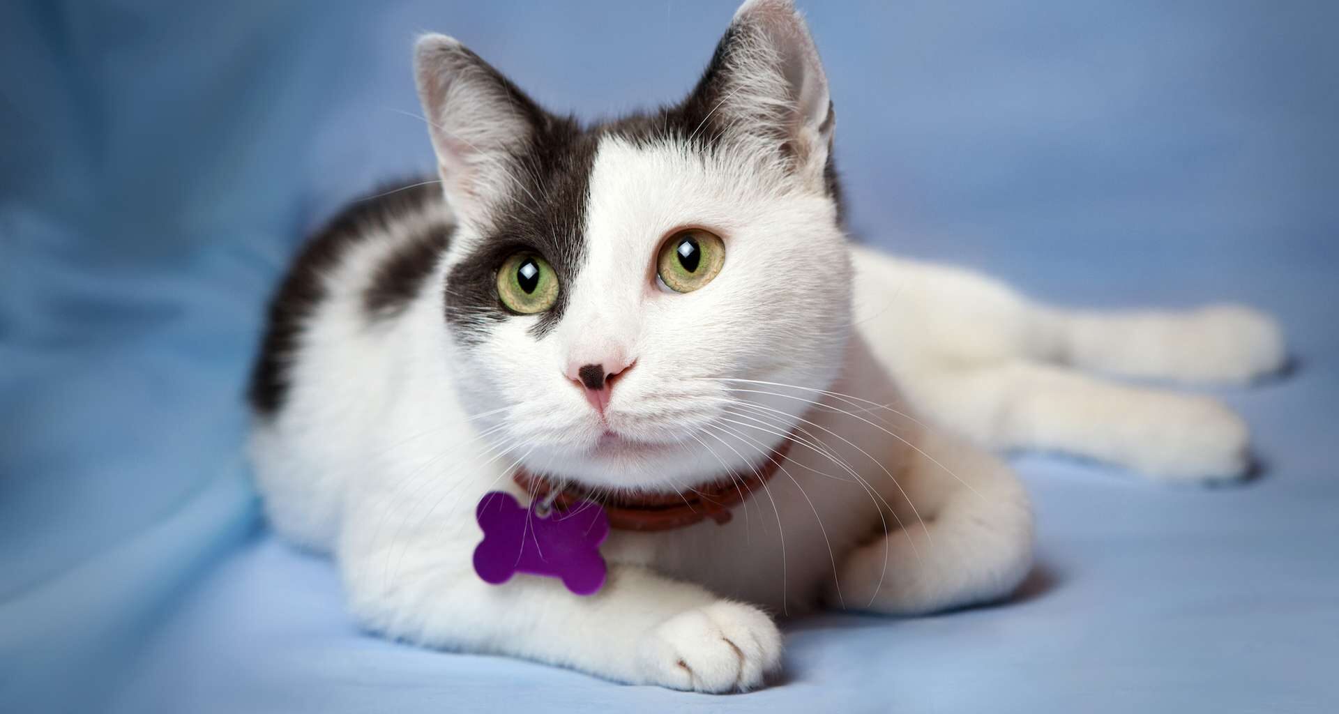 ces pipettes anti-puces cachent un risque grave pour votre chat (même en petite dose)