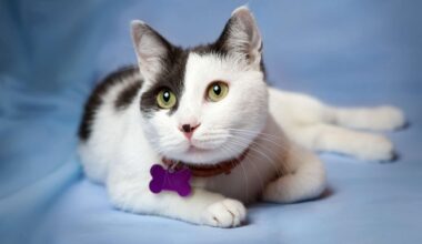 ces pipettes anti-puces cachent un risque grave pour votre chat (même en petite dose)