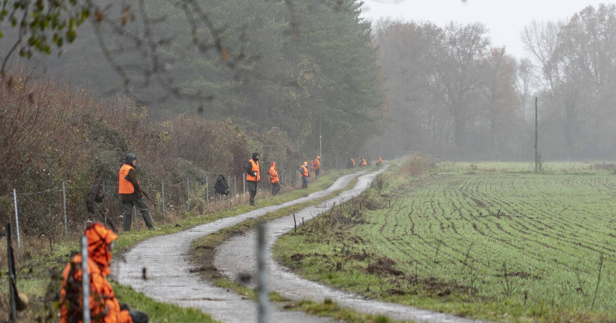Les chasseurs veulent arrêter de payer pour les sangliers – Libération