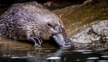 Des scientifiques font la lumière sur l’évolution étonnante de la branche la plus étrange des mammifères