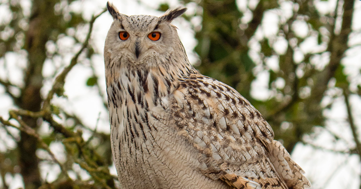 Pourquoi un hibou sibérien se balade-t-il en Loire-Atlantique, entre Nantes et Saint-Nazaire ?