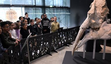 "Nez à trompe" avec un mastodonte au Muséum de Toulouse