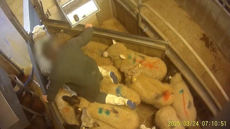 l'activité à l'abattoir de Meaux suspendue après la diffusion d’une vidéo de L214