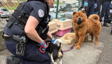 « De l’ibuprofène et de la caféine dans le sang » : à Nice, un trafic de chiens drogués démantelé