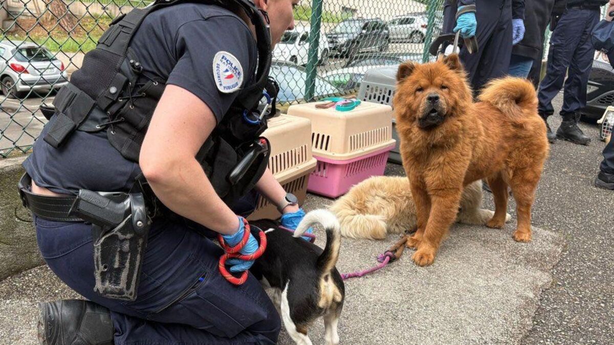 « De l’ibuprofène et de la caféine dans le sang » : à Nice, un trafic de chiens drogués démantelé